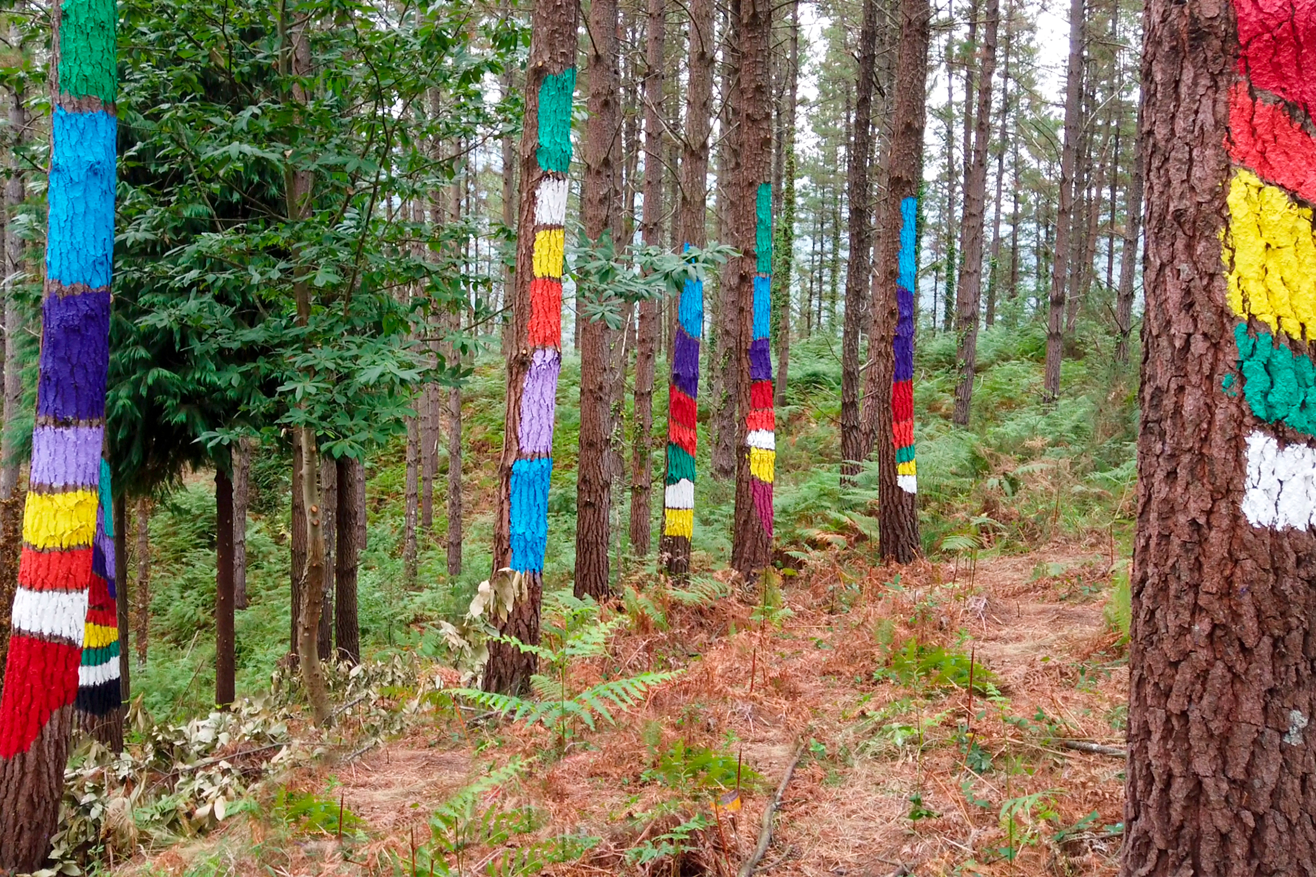 Basobarri-Kortezubi-Urdaibai-Bizkaia-Turismo cultural-Bosque pintado