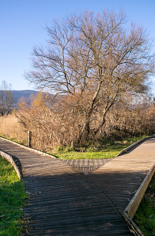 Kortezubi_Urdaibai_Bizkaia_Turismo_Naturaleza_paseo-por-la-marisma_ruta